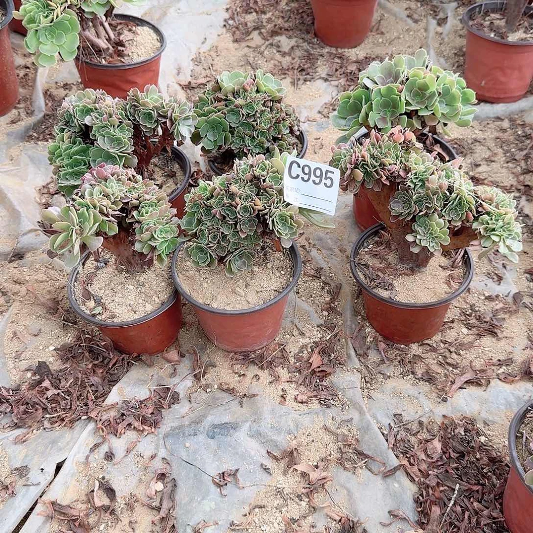 995火玫瑰朵朵共6颗