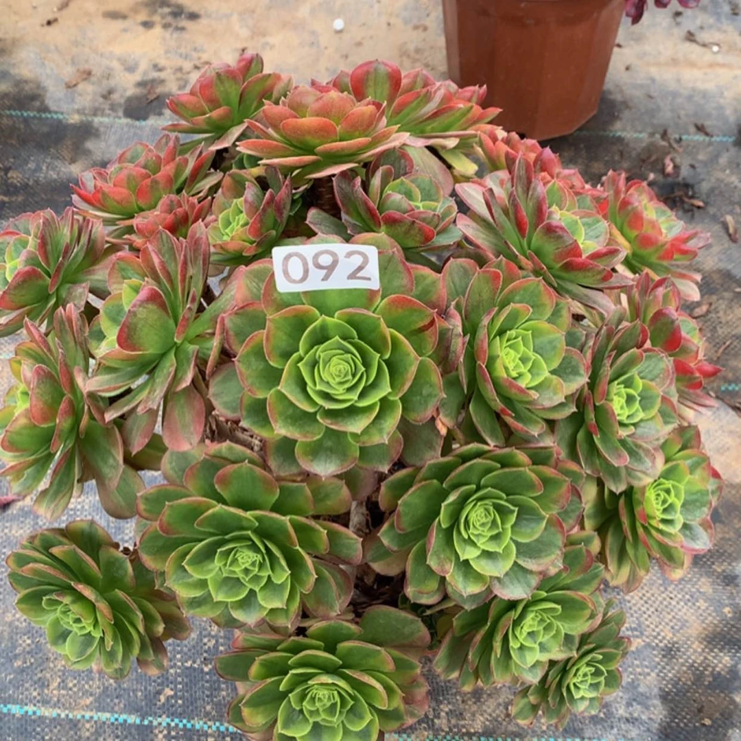 【闪购商品】92奶白