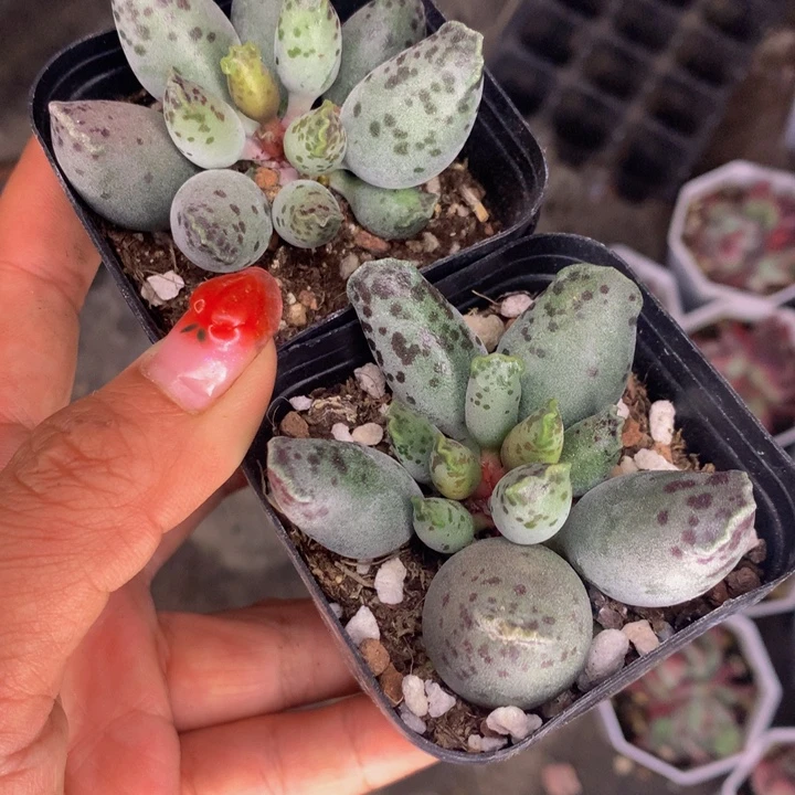 海豹  大（满9.99包邮不满9.99发叶子）