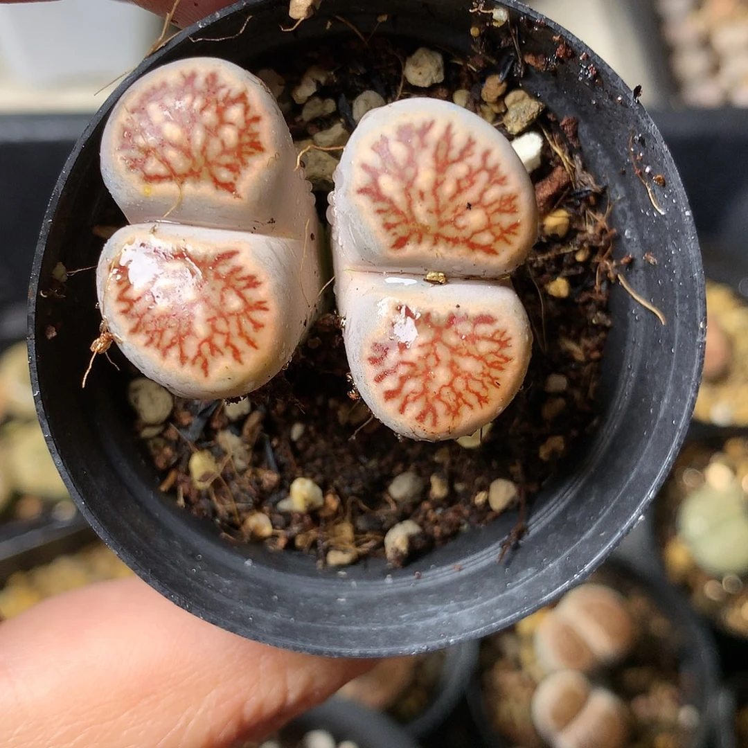 W214多肉植物保护