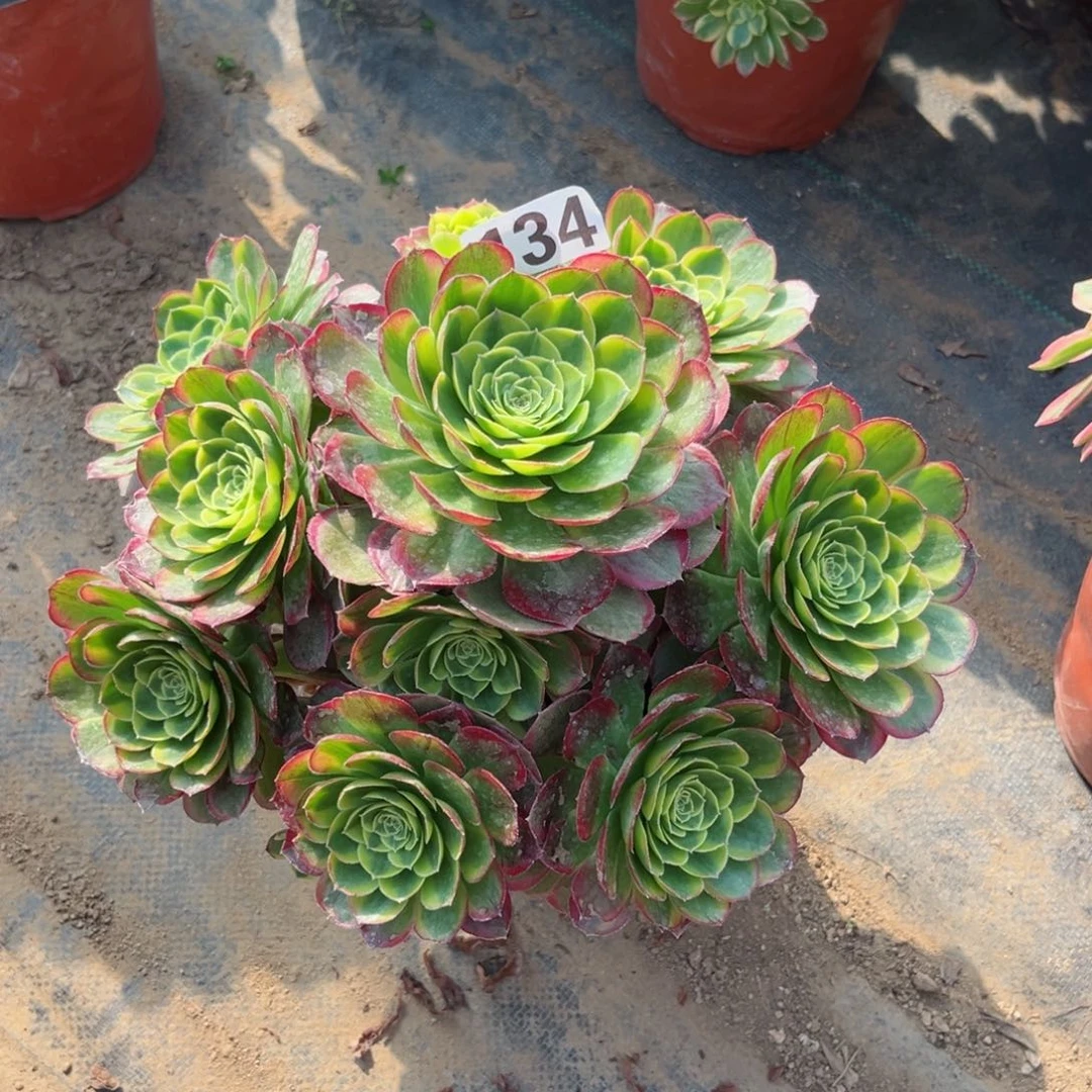 134奶白锦多肉法师量