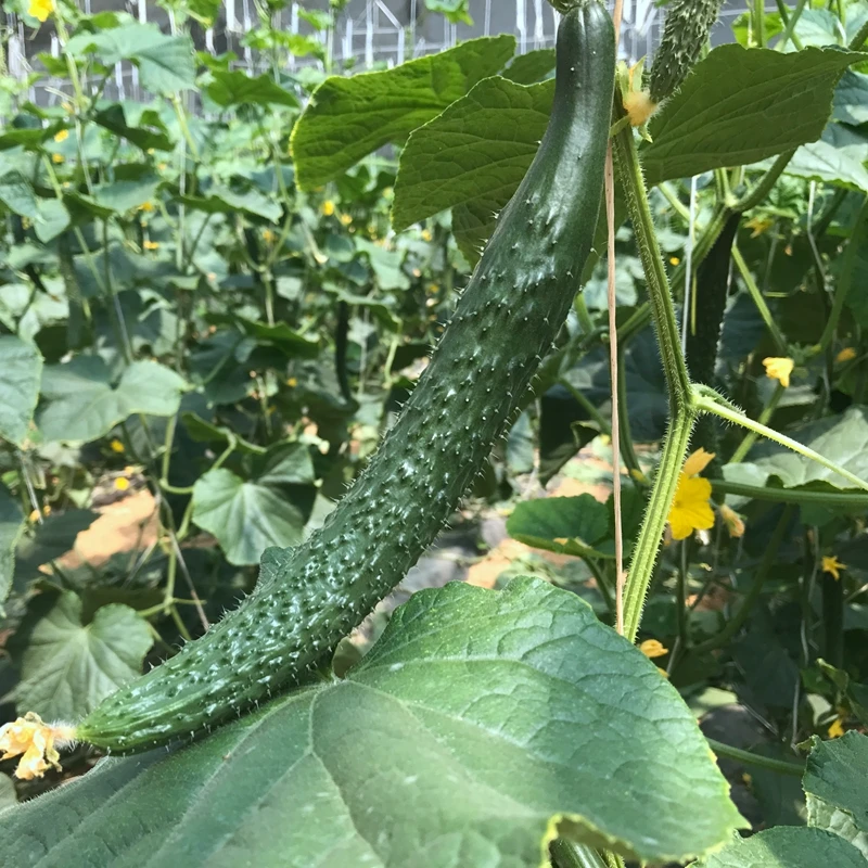 【绿心黄瓜5斤】农家种植刺黄花长黄瓜 自然生长自然成熟新鲜采摘新鲜发货绿心黄瓜
