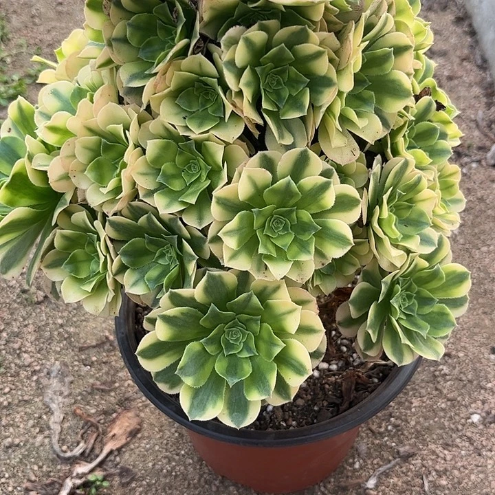 多肉植物金丝琉璃锦…………