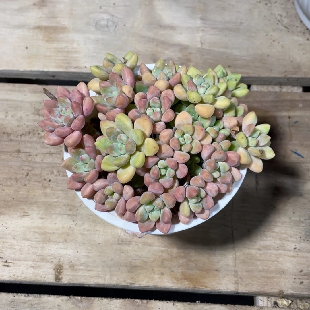 一物一拍中通快递