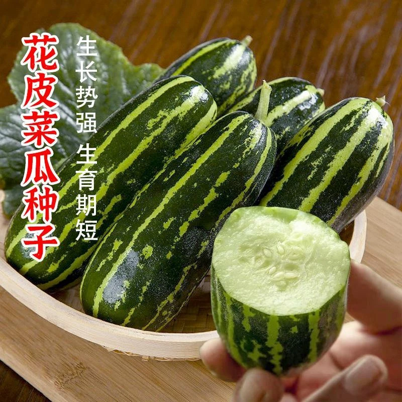 花皮菜瓜种子烧瓜酥脆瓜甜脆爽口嫩梢瓜种籽农家蔬菜种子春季酥瓜