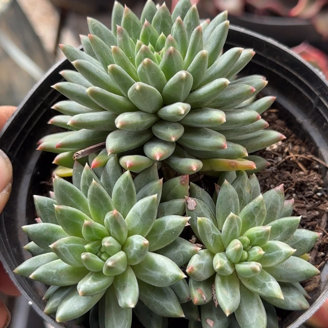 青花瓷一物一拍包装收缩花旱