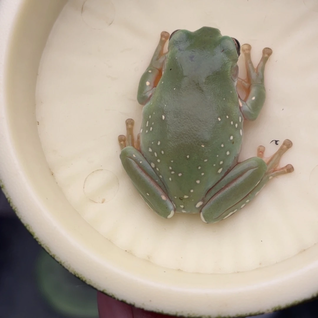 老爷树蛙蓝老爷4号