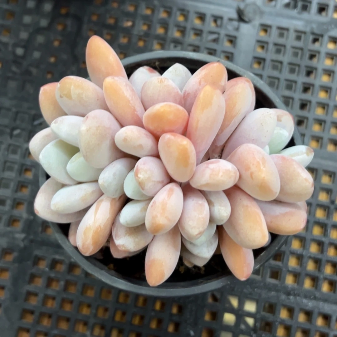 张张精品多肉甄选粉兔