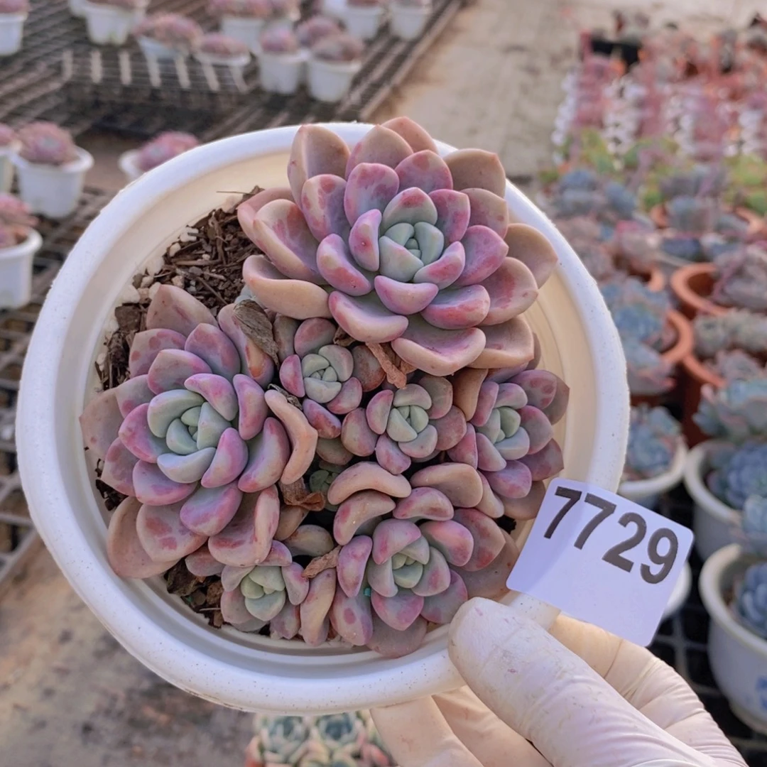 7729花斑露一物一拍