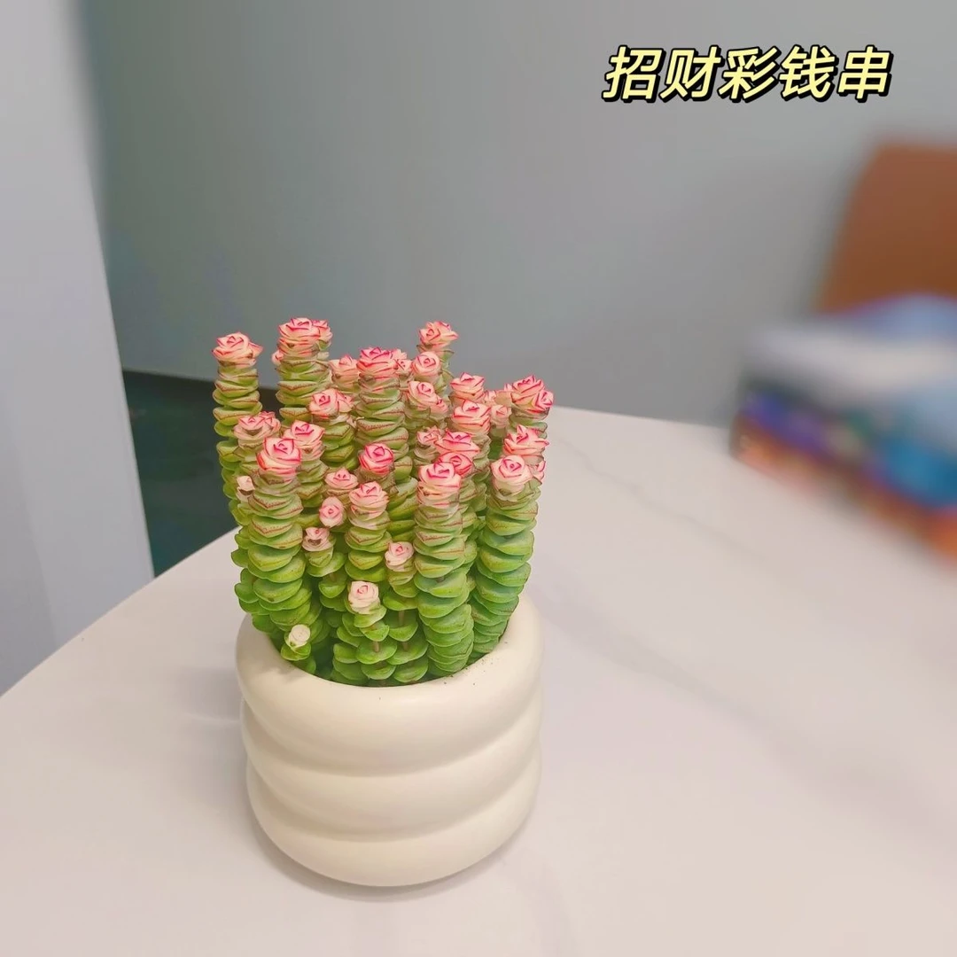 钱串桌面小盆栽招财多肉植物办公室内阳台防辐射绿植懒人花好养活