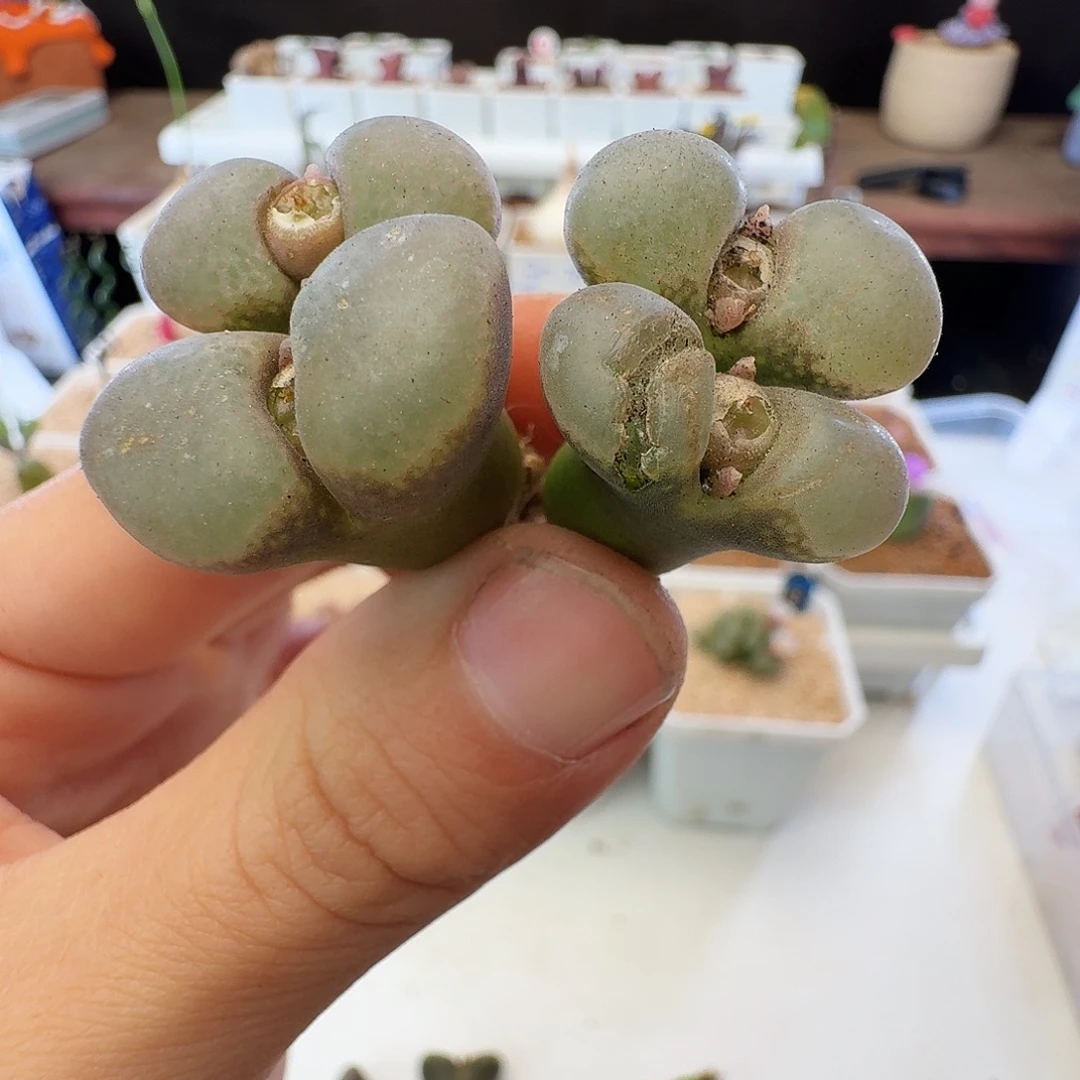 多肉植物福利风铃有伤320