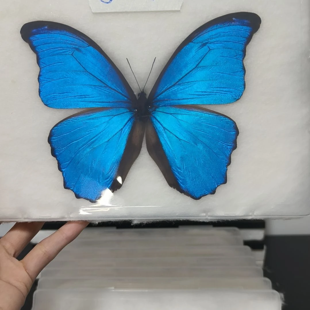 真蝴蝶标本一物一拍26