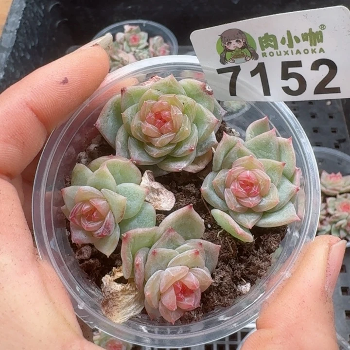 多肉植物多肉植物