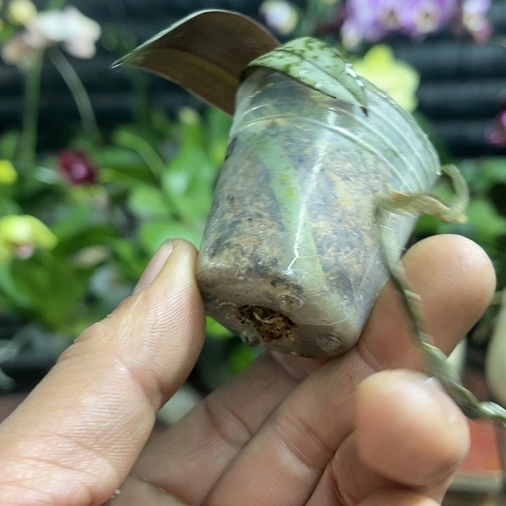 当前无花栽培后可以开花西雷利1,7