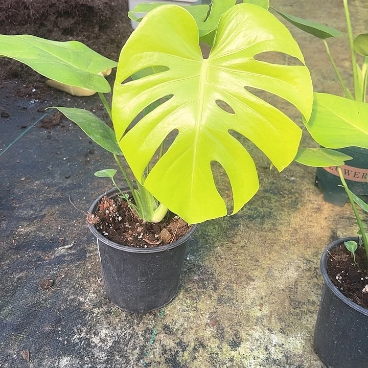 无花朵三黄龟背竹