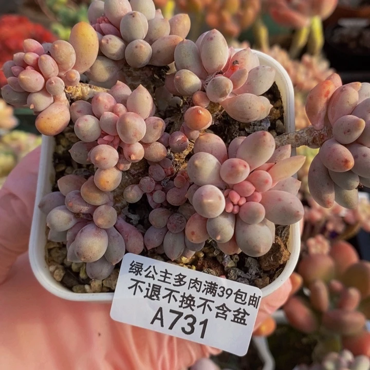 婴儿手指老桩特价731多肉植物