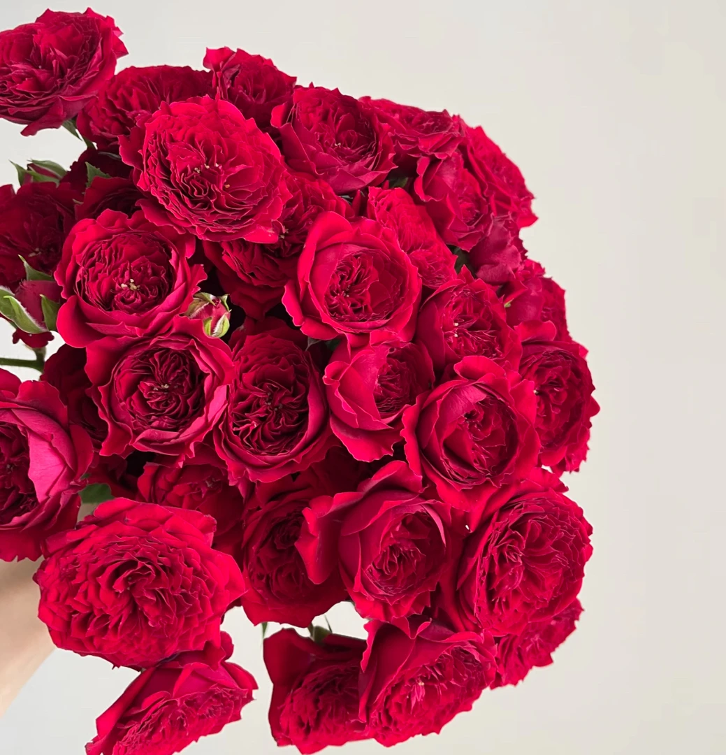 【锦瑟玫瑰】云南优选鲜切花昆明基地直发家用插花节日