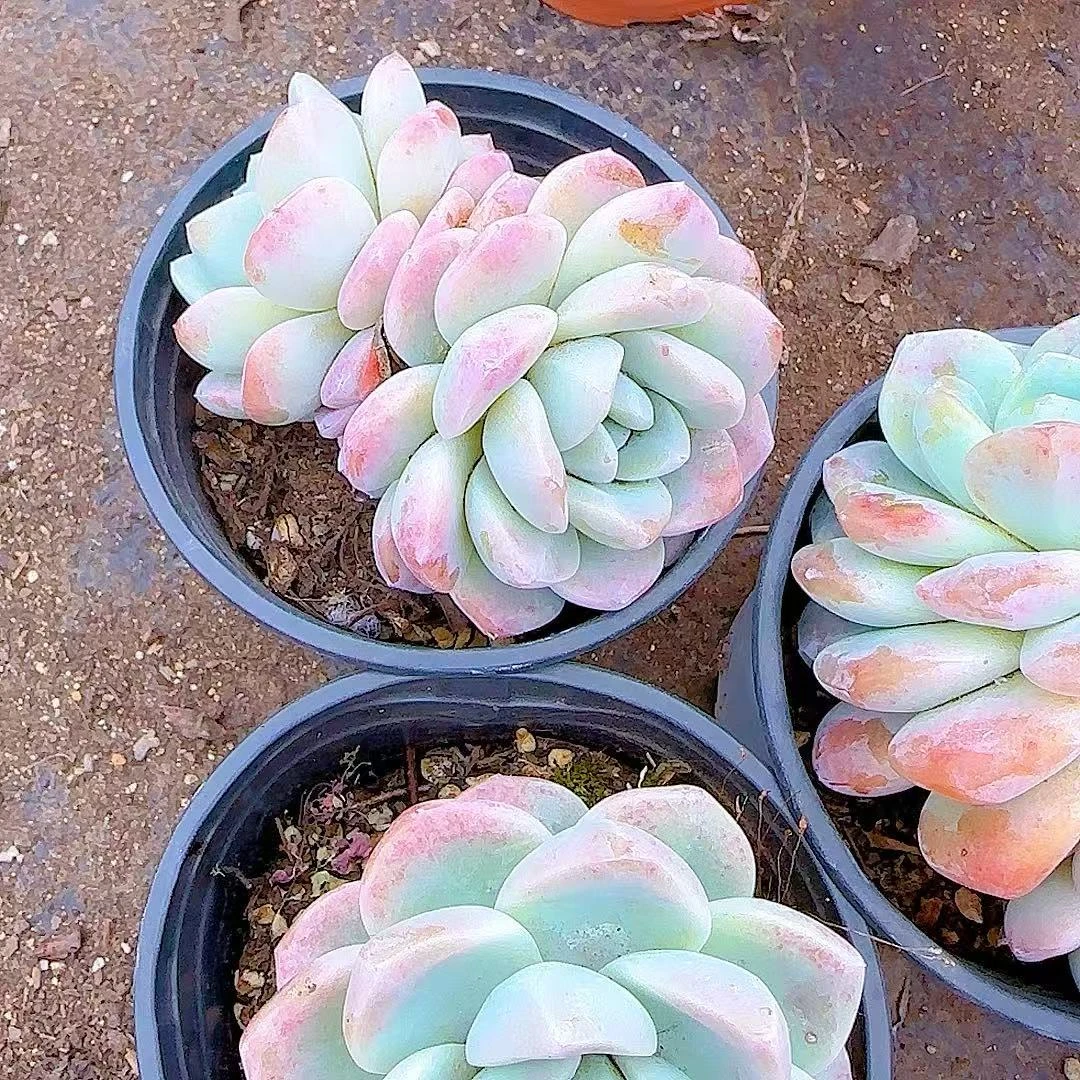 冰玉2颗带盆 小谢多肉多肉植物庭院空气耐旱上盆种植