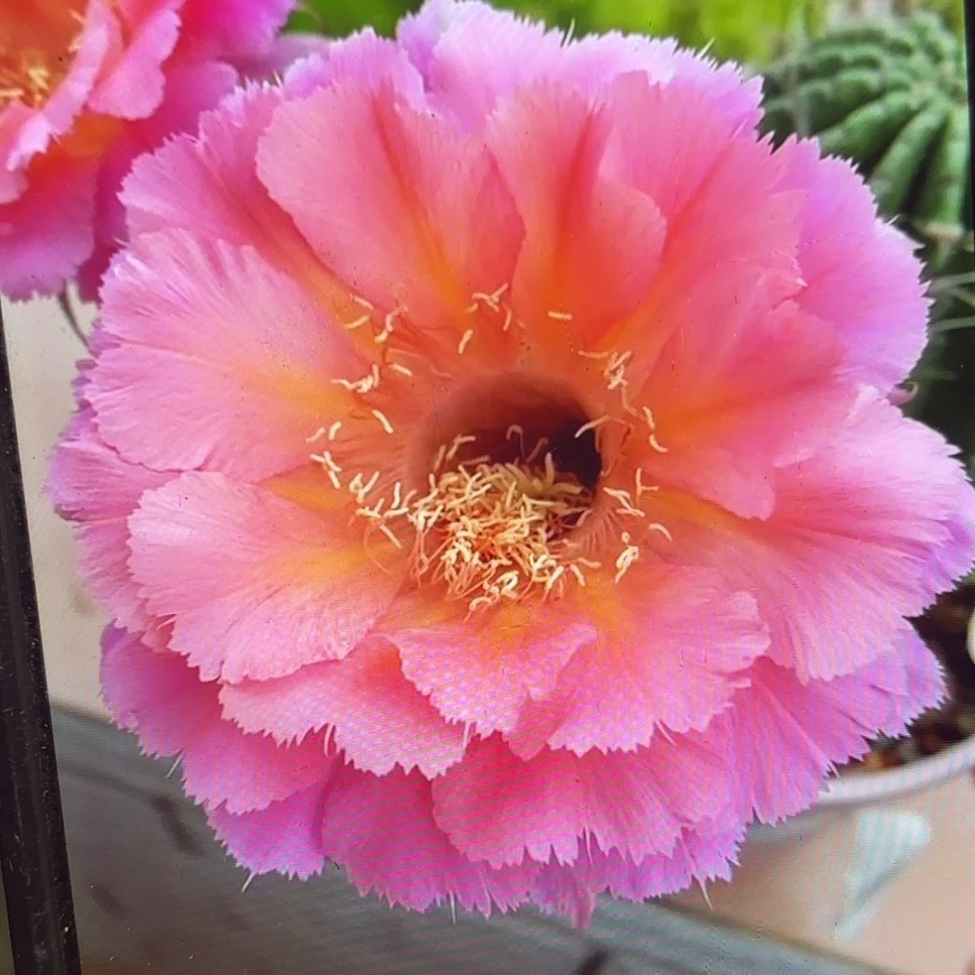 山脉彩侧牙20包邮55