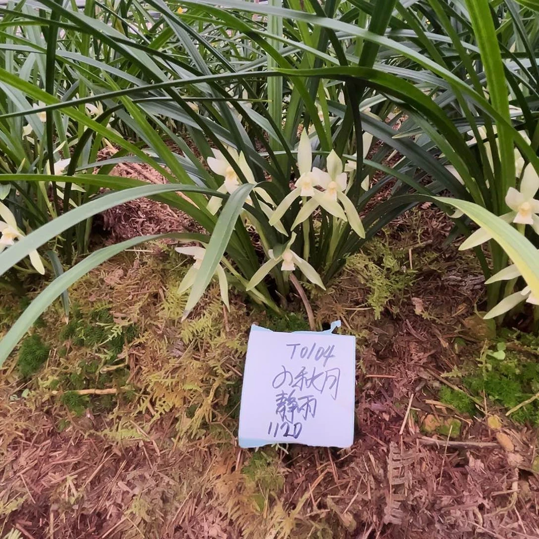 大部分花苞少量开放