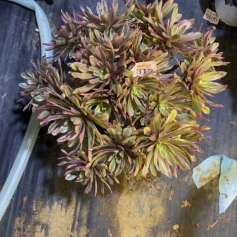 糖果粉黛多肉植物2312