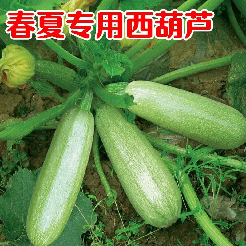贵州农家露天西葫芦