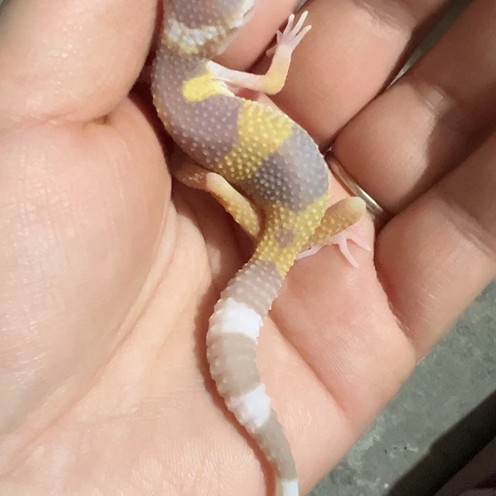 狗***晴豹纹守宫苗加72小时加热包