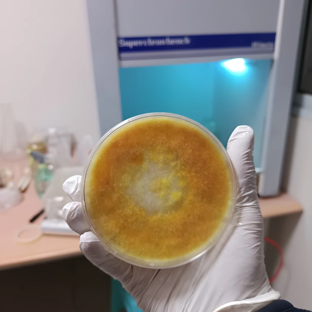 毛慈菇伴生菌（非食用菌）（黄幅毛菌母种）平板1个