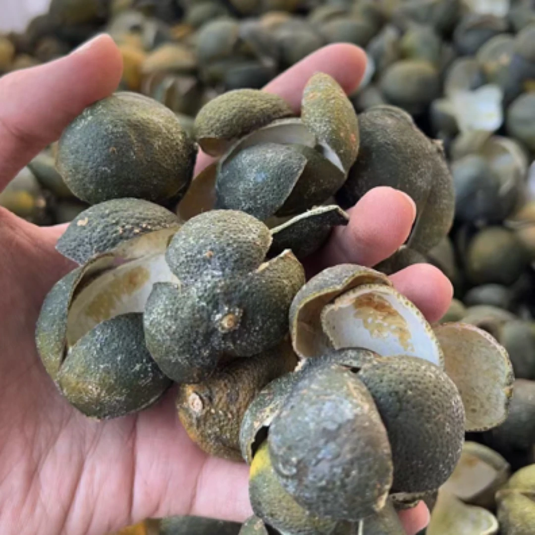 【新会天马三花青】老树圈枝