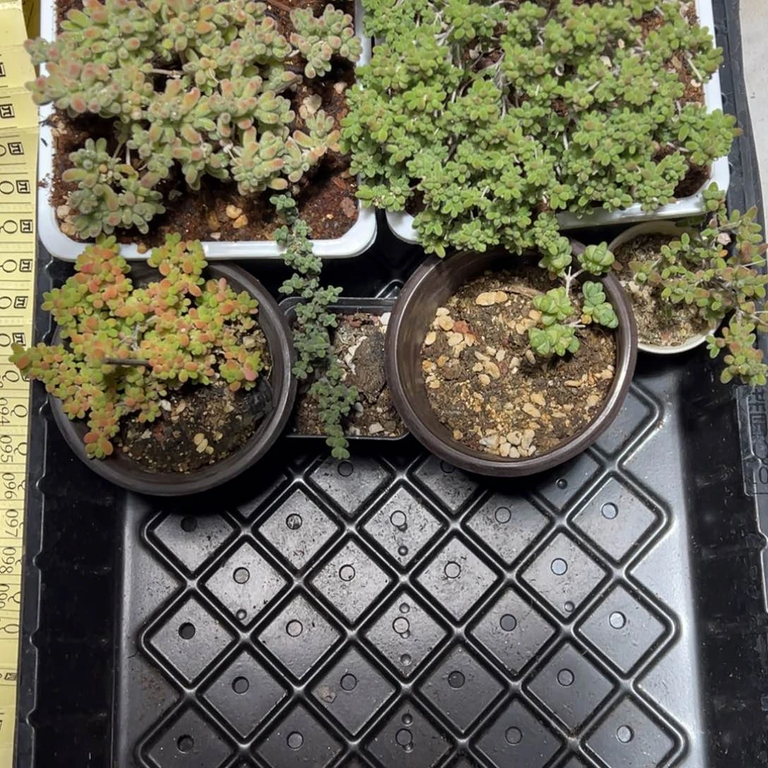 107号老桩福利套餐