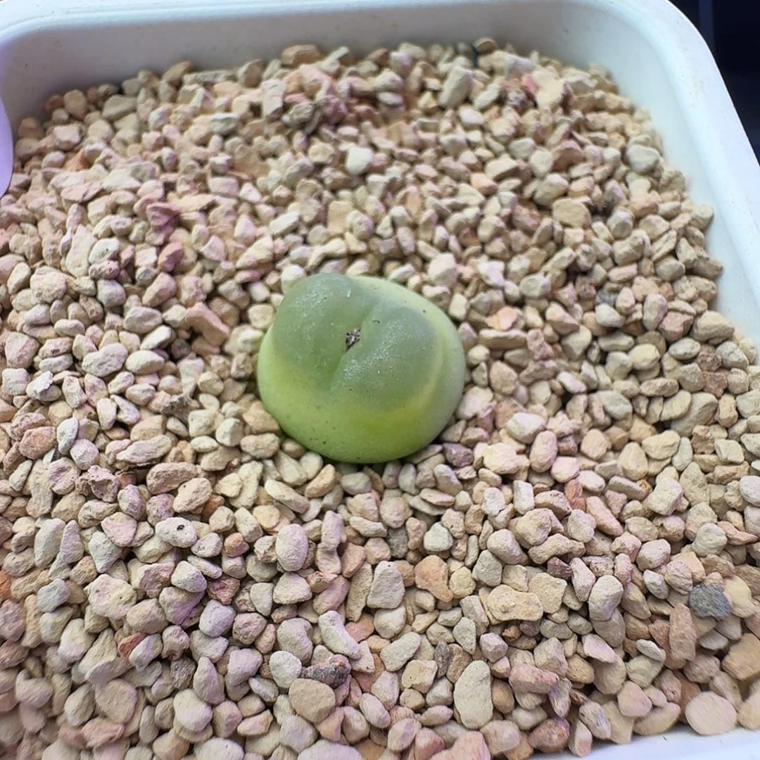 多肉植物福利拉登1.4公分109