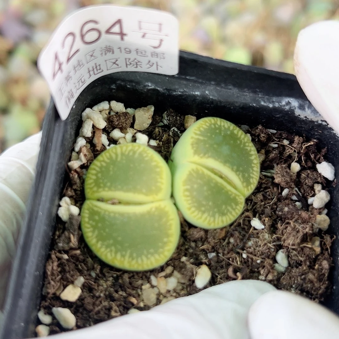 4264 好养易活生石花大母本