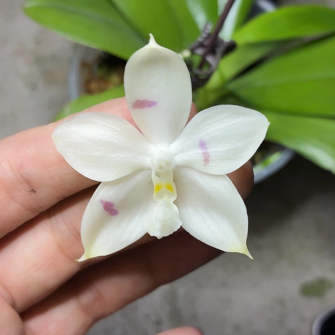 当前无花朵，栽培后可花朵A110yss1237