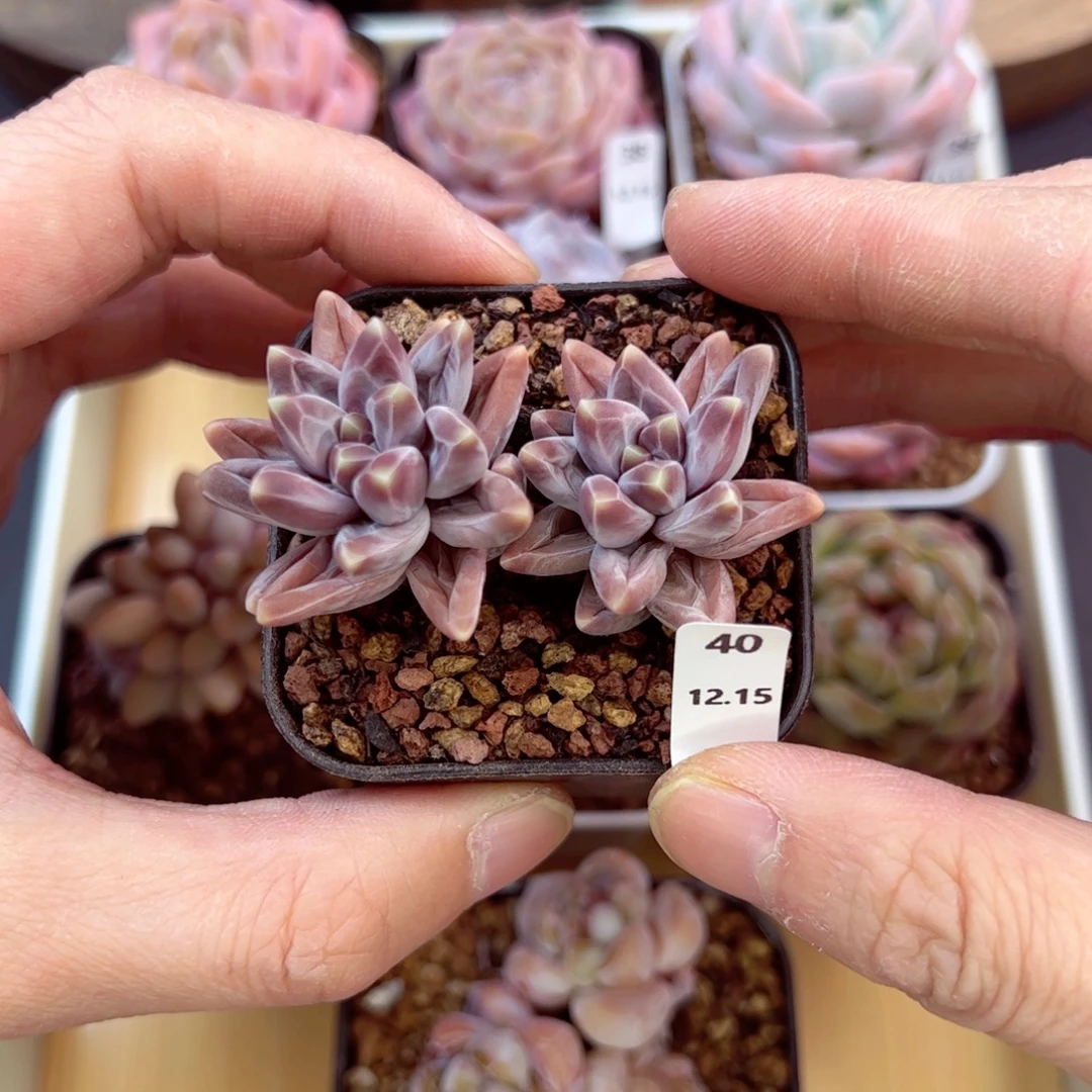 好好看40、哈哈哈哈