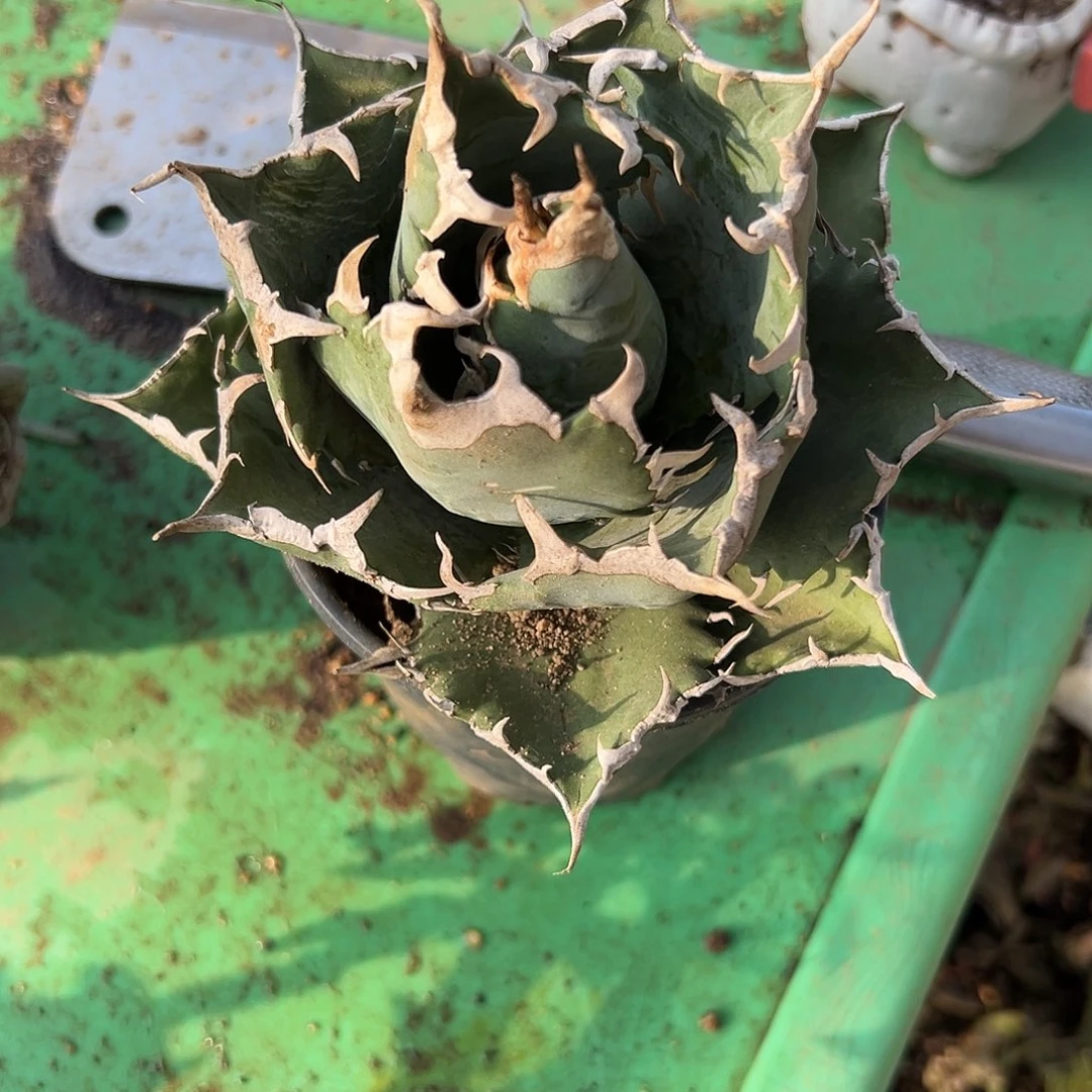 多肉植物白鲸龙舌兰福利