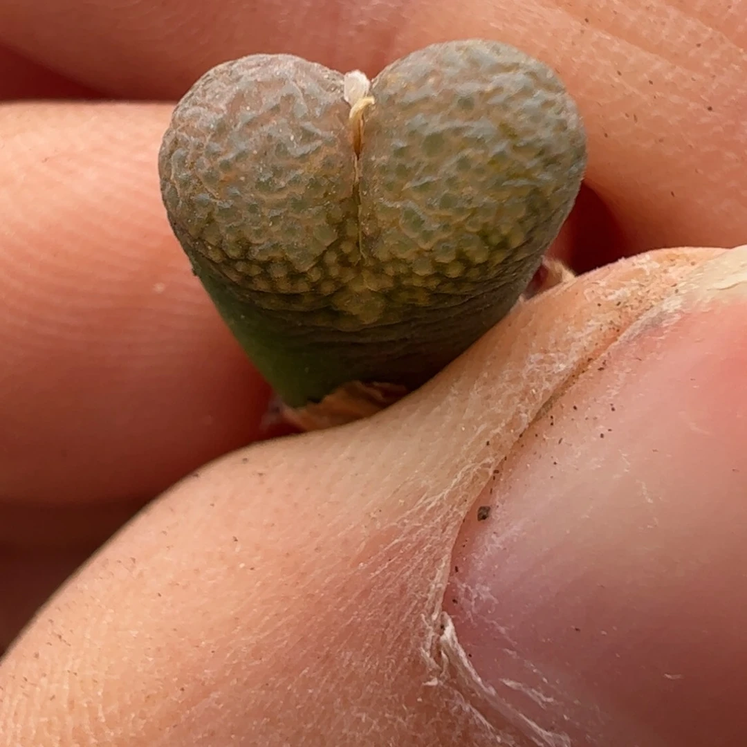 871 好看的多肉冲冲冲