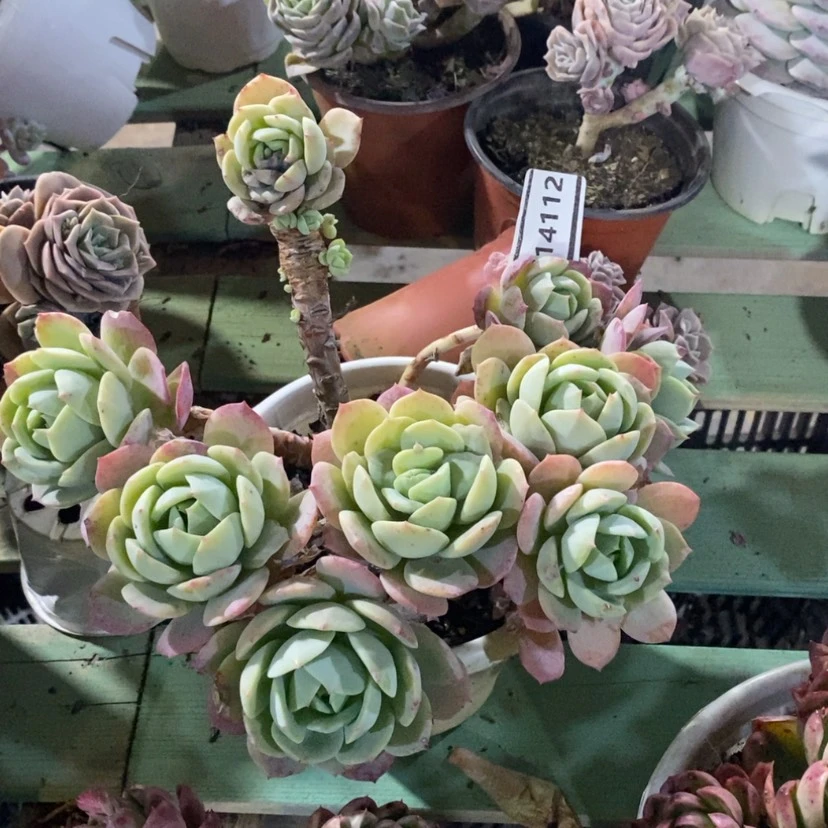 【闪购商品】徒*恋曲14112