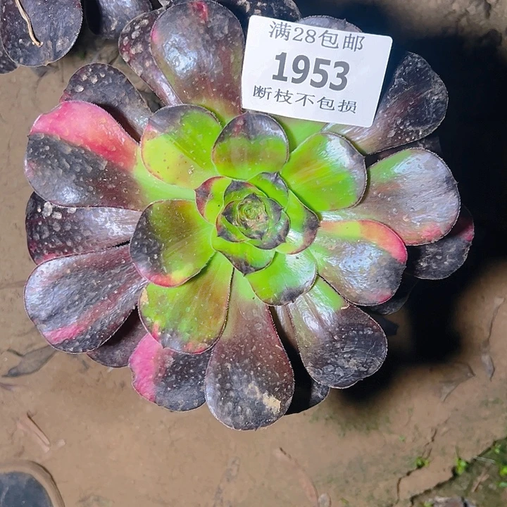 明***妈1953无根巫毒七彩多肉植物