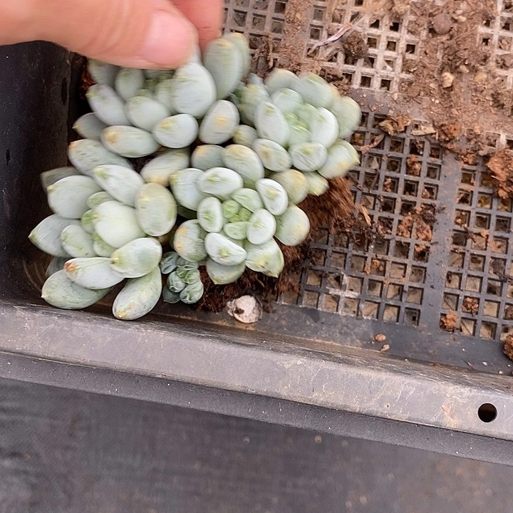 镇****店1396多肉植物老桩