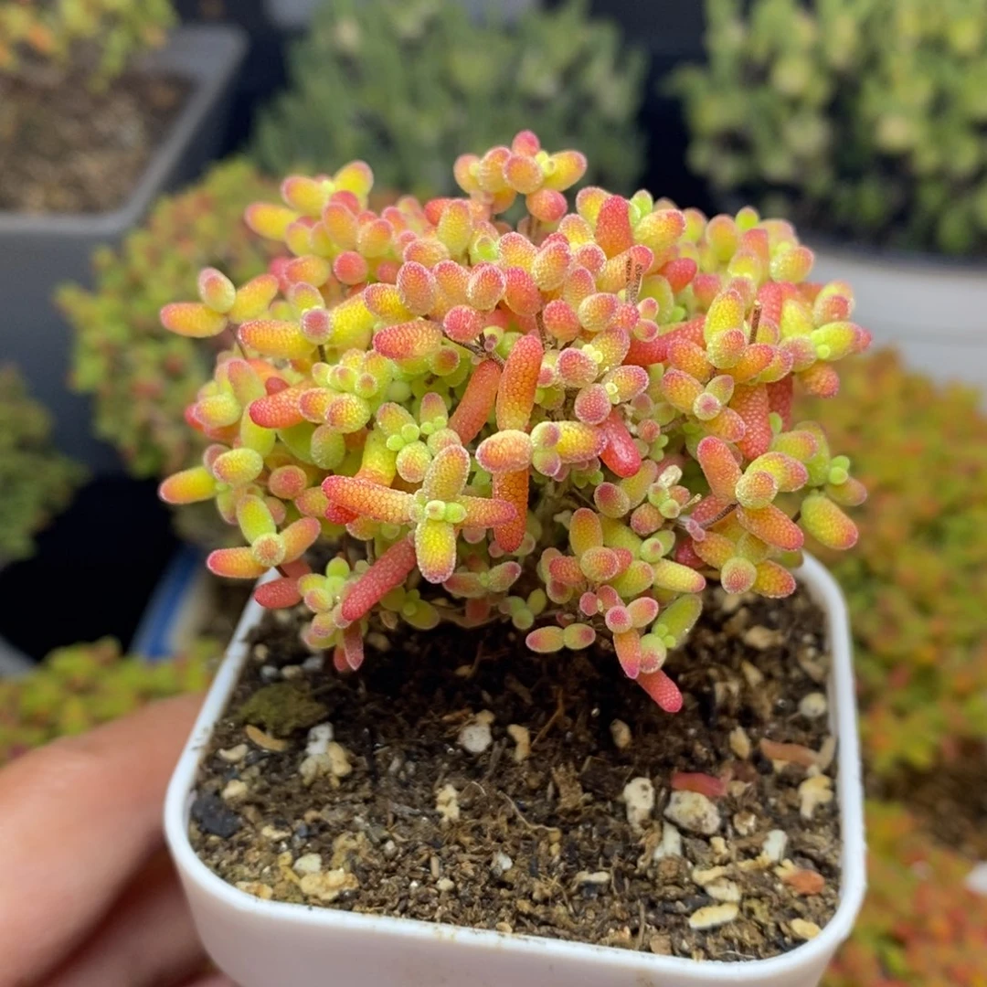 无花朵21号蜜橘糖球（直杆）