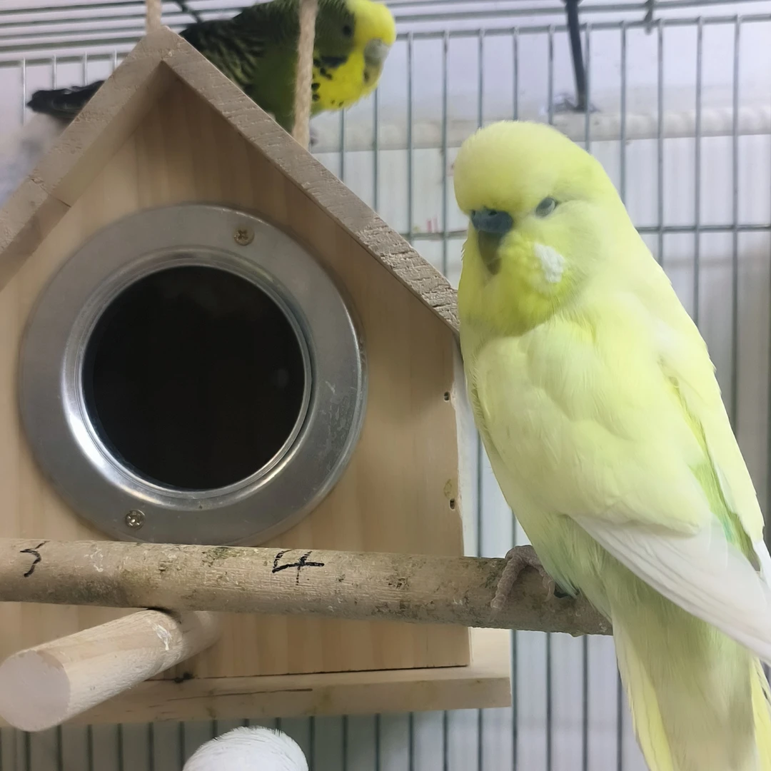 鹦鹉繁殖箱虎皮牡丹玄凤鹦鹉小房子实木鸟窝挂窝保暖鸟笼配件用品