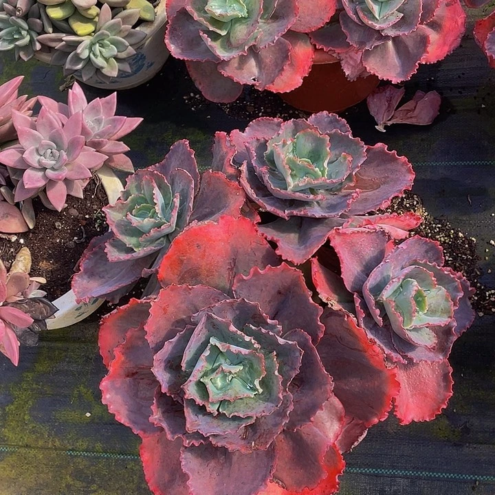 蓝色妖姬4头砍过68多肉