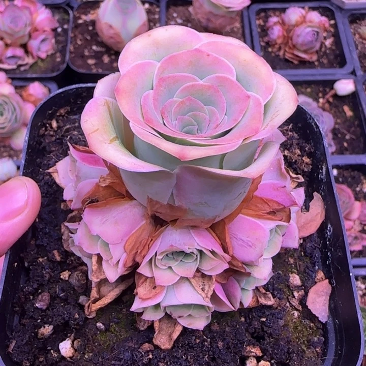 小****妮福利285355655855855699996