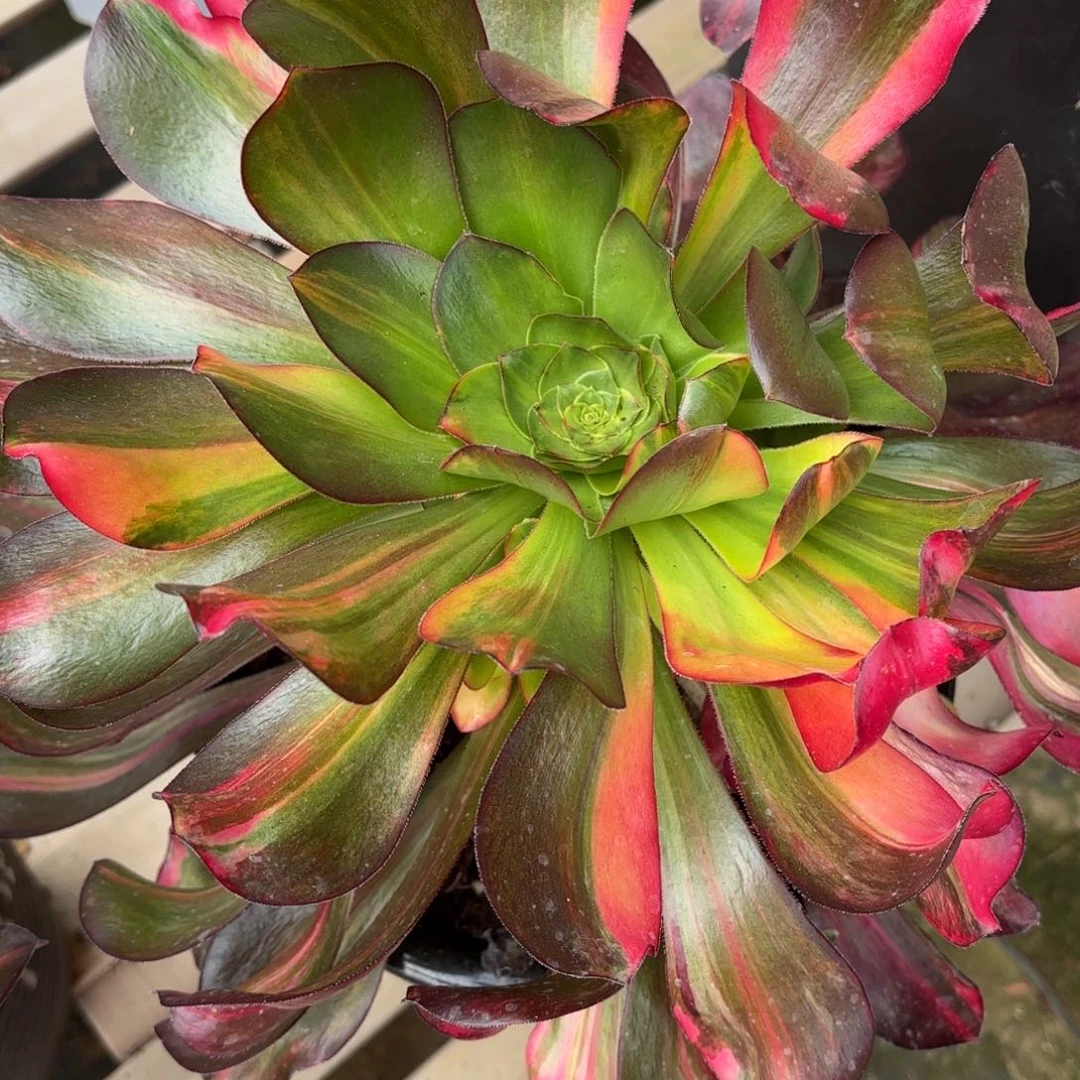 无***1花好月又圆2202515