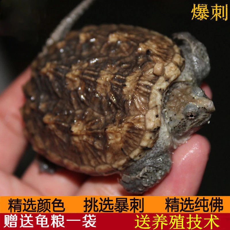 纯种爆刺纯佛佛鳄龟北美小鳄鱼龟苗活物情侣小乌龟活体凶猛杂佛龟
