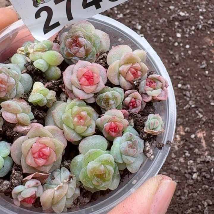 修****?多肉植物多肉植物