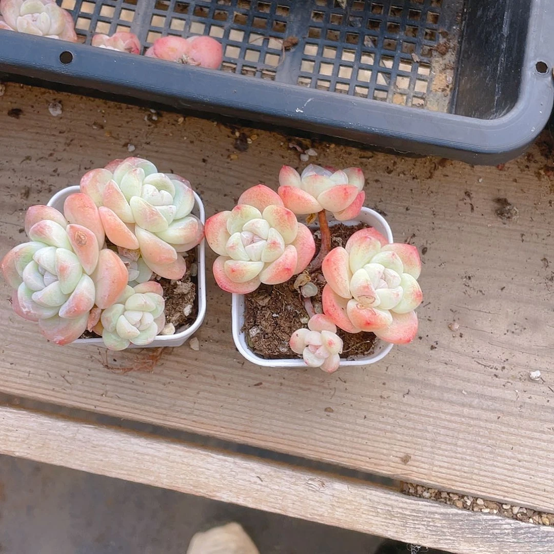 4 头杆子冰玉不包整盆一个满25包邮