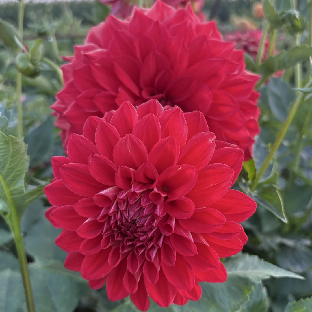 【精品】皇后大丽花【盆栽地栽阳台栽好养好种植】