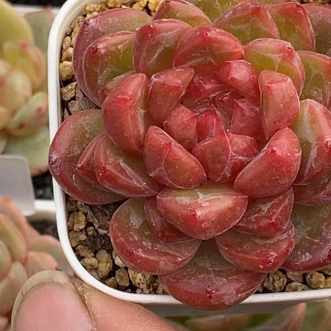 天官赐福百无禁忌