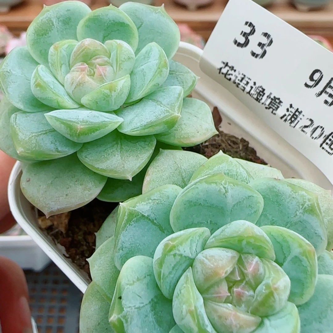 花语逸镜0926-33糖心